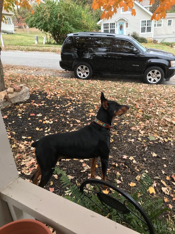 Remus Wearing His New Collar