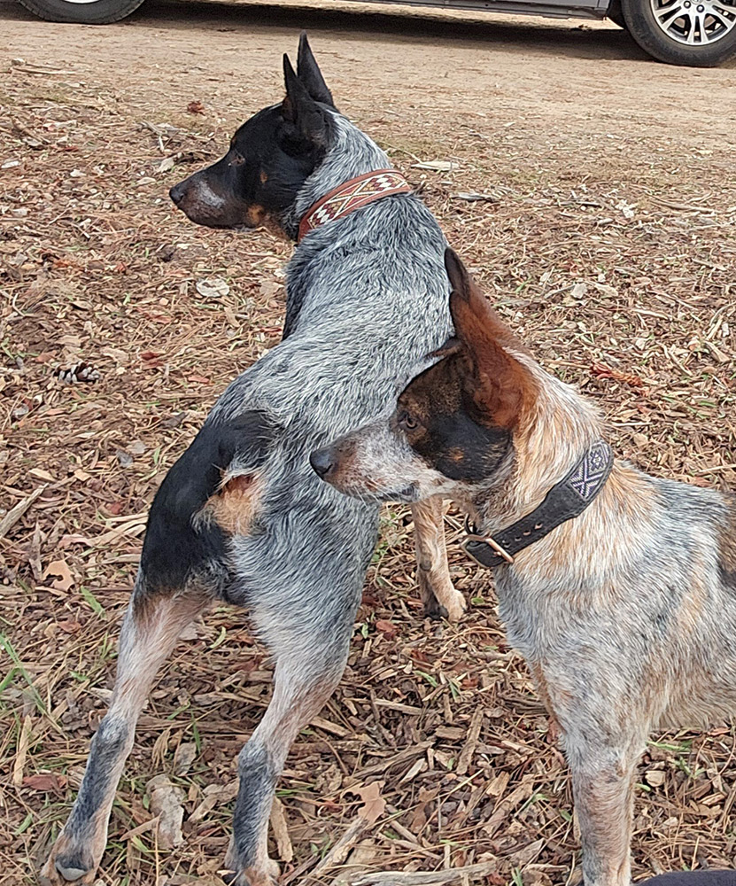 Dogs And Collars
