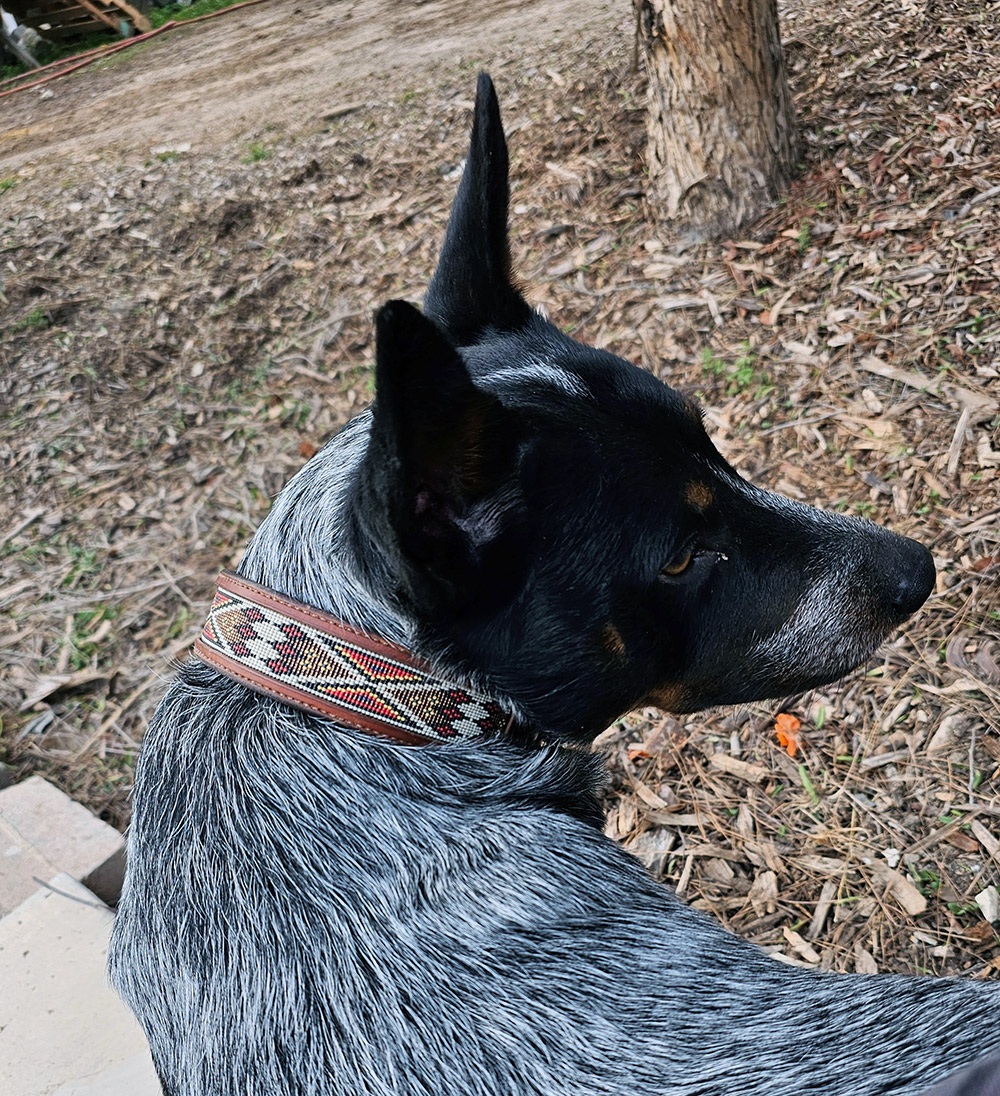 Dogs Wearing Collars